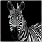 Zebra II Square Poster Print by Debra Van Swearingen - Item # VARPDX16455